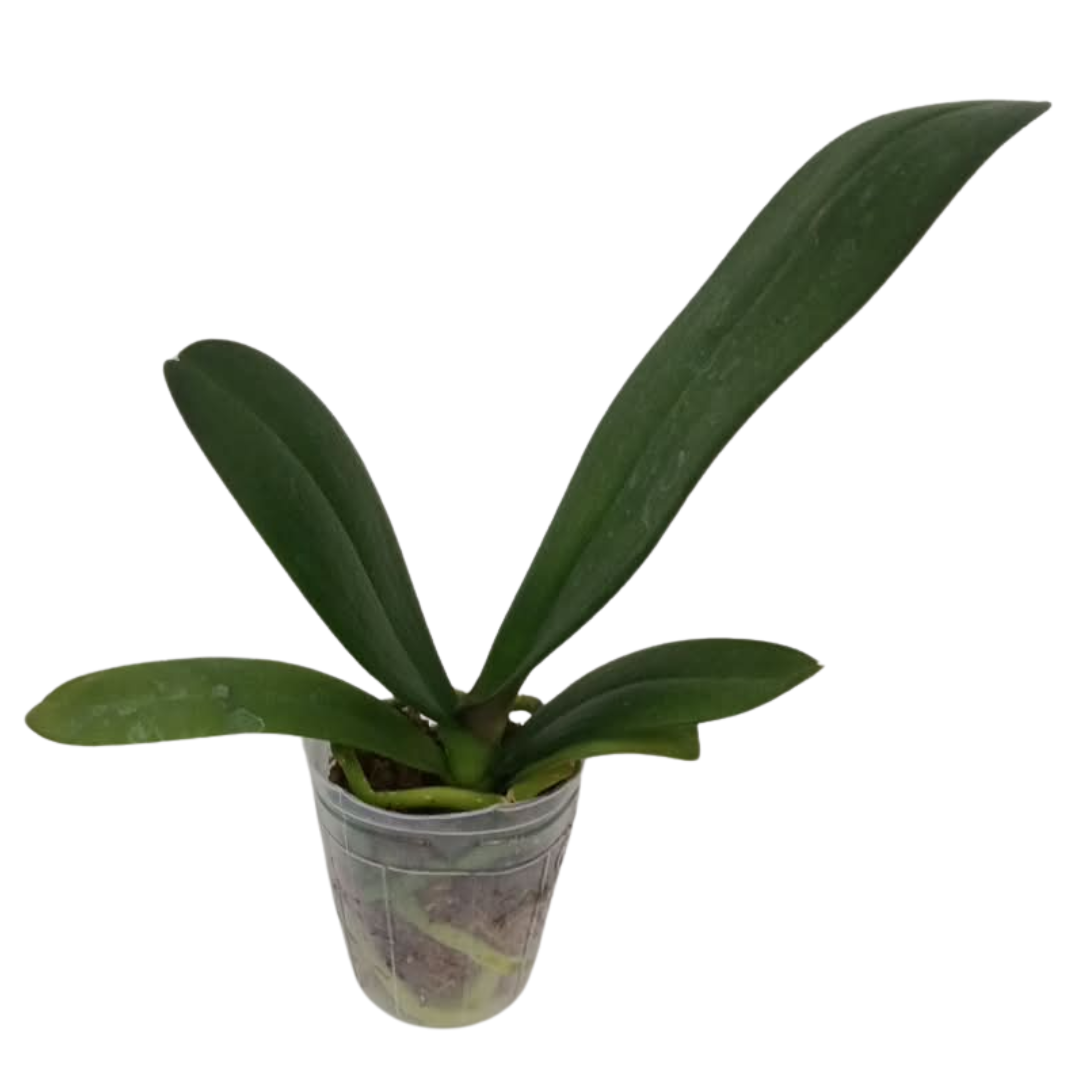 Phalaenopsis Green Butterfly Orchid with pale lime-green blooms, a healthy colourful orchid plant for gifting in India