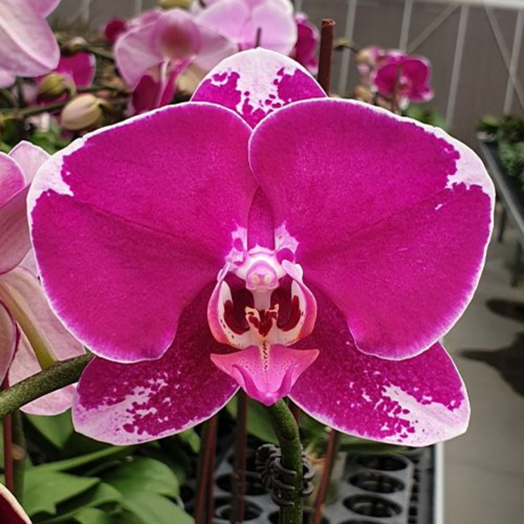 Phalaenopsis Fuller Pretty Girl orchid flower close up magenta pink petals with white speckled edges live Phalaenopsis bloom indoor orchid plant India.