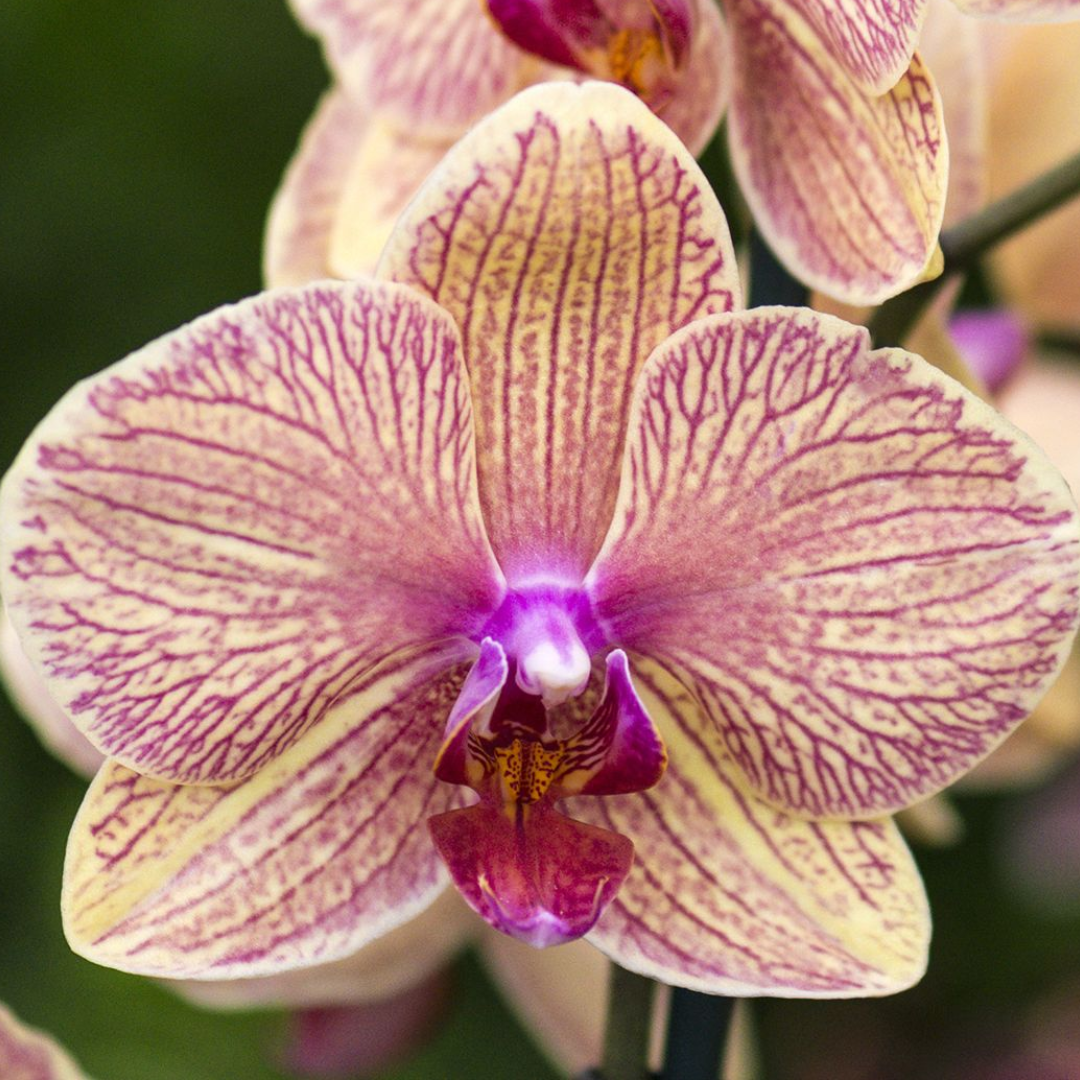 Phalaenopsis Younghome Golden Leopard orchid flower with creamy yellow petals and intricate pink vein patterns, exotic patterned moth orchid bloom, colourful Phalaenopsis orchid India, indoor flowering orchid, hybrid orchid plant