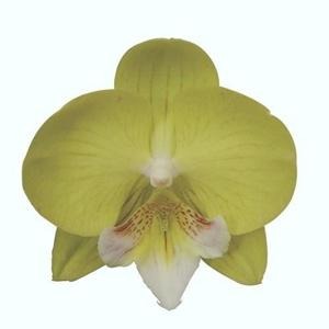 Phalaenopsis Younghome Green Dancer orchid flower with greenish yellow petals and pink centre lip, rare exotic moth orchid bloom, colourful Phalaenopsis orchid India, indoor flowering plant