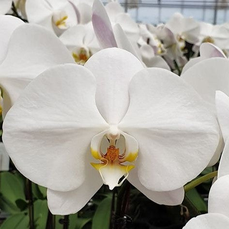 Phalaenopsis Join Star white orchid flower with broad pure white petals and yellow centre with orange lip, classic moth orchid bloom, premium Phalaenopsis orchid India, indoor flowering plant
