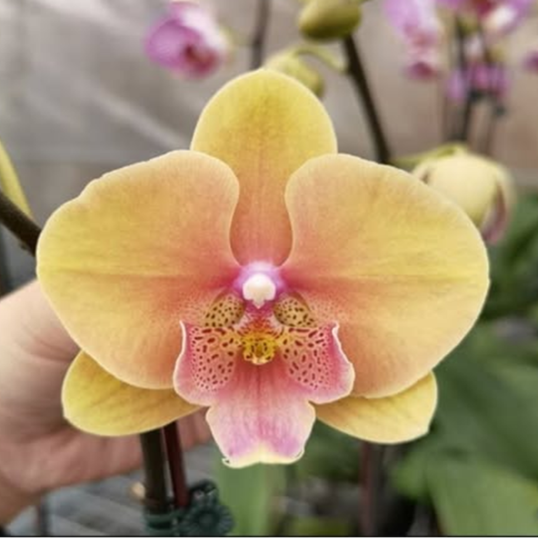 Phalaenopsis Lianher Rainbow orchid flower close up with yellow peach pink petals, exotic indoor orchid bloom India, live Phalaenopsis flower.