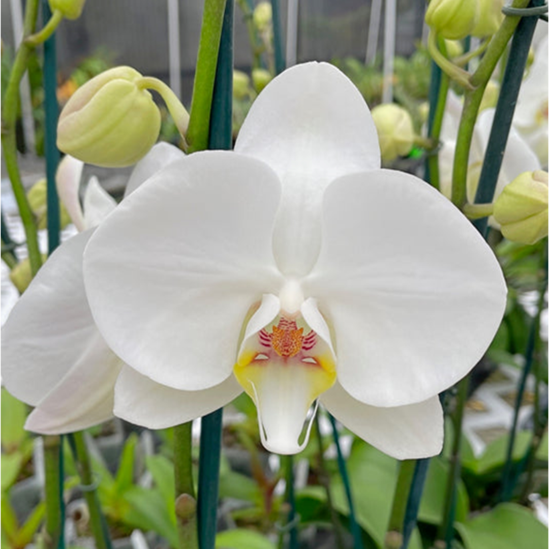 Phalaenopsis Sogo Yukidian