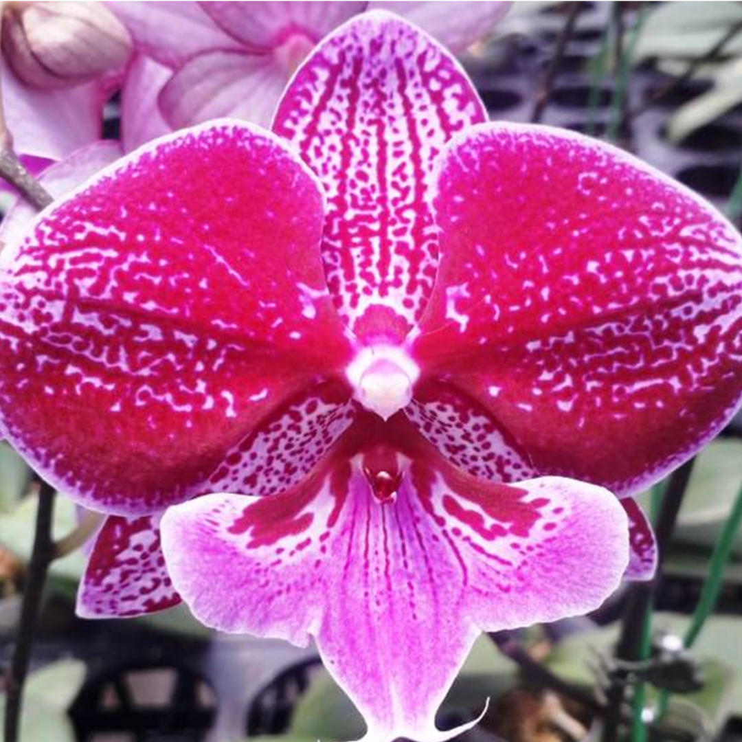 Phalaenopsis Younghome Dreamilk orchid flower with deep pink petals and white patterned markings with soft pink lip, exotic hybrid orchid bloom, decorative Phalaenopsis flower India