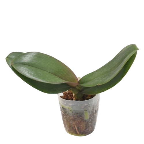 Phalaenopsis Younghome Dreamilk orchid plant in pot without flowers or spikes, lush green leaves, healthy indoor orchid plant for growing, exotic orchid plant India for beginners and collectors
