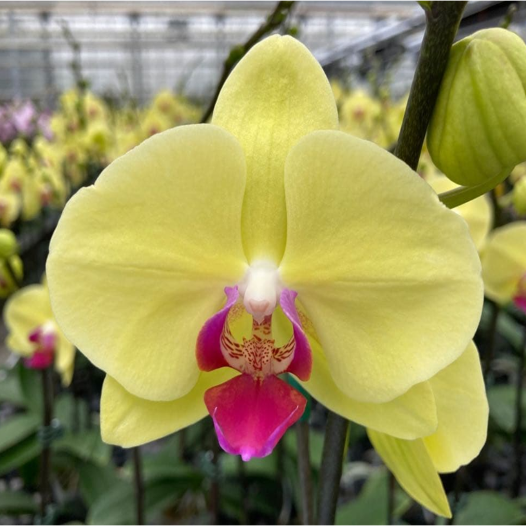 Phalaenopsis Younghome Golden orchid flower close up, exotic orchid plant with golden yellow blooms, hybrid Phalaenopsis orchid, long lasting flowering indoor plant, decorative tropical flower for home decor, office decor and gifting.
