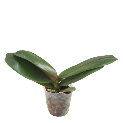 Phalaenopsis Younghome Marshmallow young orchid plant in pot without flowers or spikes, healthy green leaves and strong roots, indoor orchid plant for growing, Phalaenopsis orchid plant India, tropical houseplant for home décor and collection