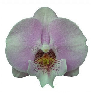 Phalaenopsis Younghome Princess bloom with pale pink blush petals fading into creamy white and a speckled centre lip with yellow highlights, soft pastel orchid flower, exotic Phalaenopsis India