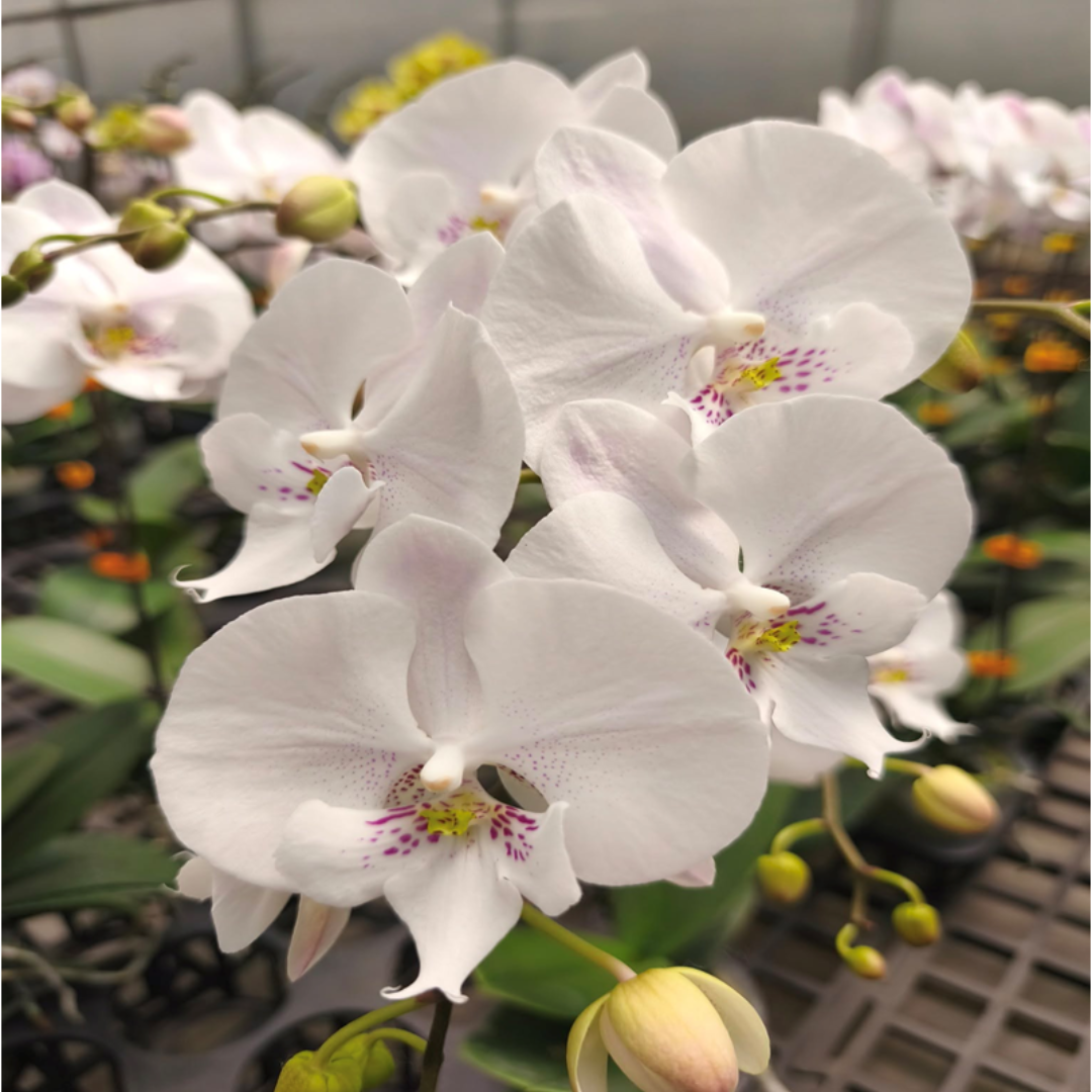 Close up of Phalaenopsis Younghome Princess orchid flower with pure white petals, soft pink speckled centre and yellow throat, elegant moth orchid bloom, Phalaenopsis orchid India