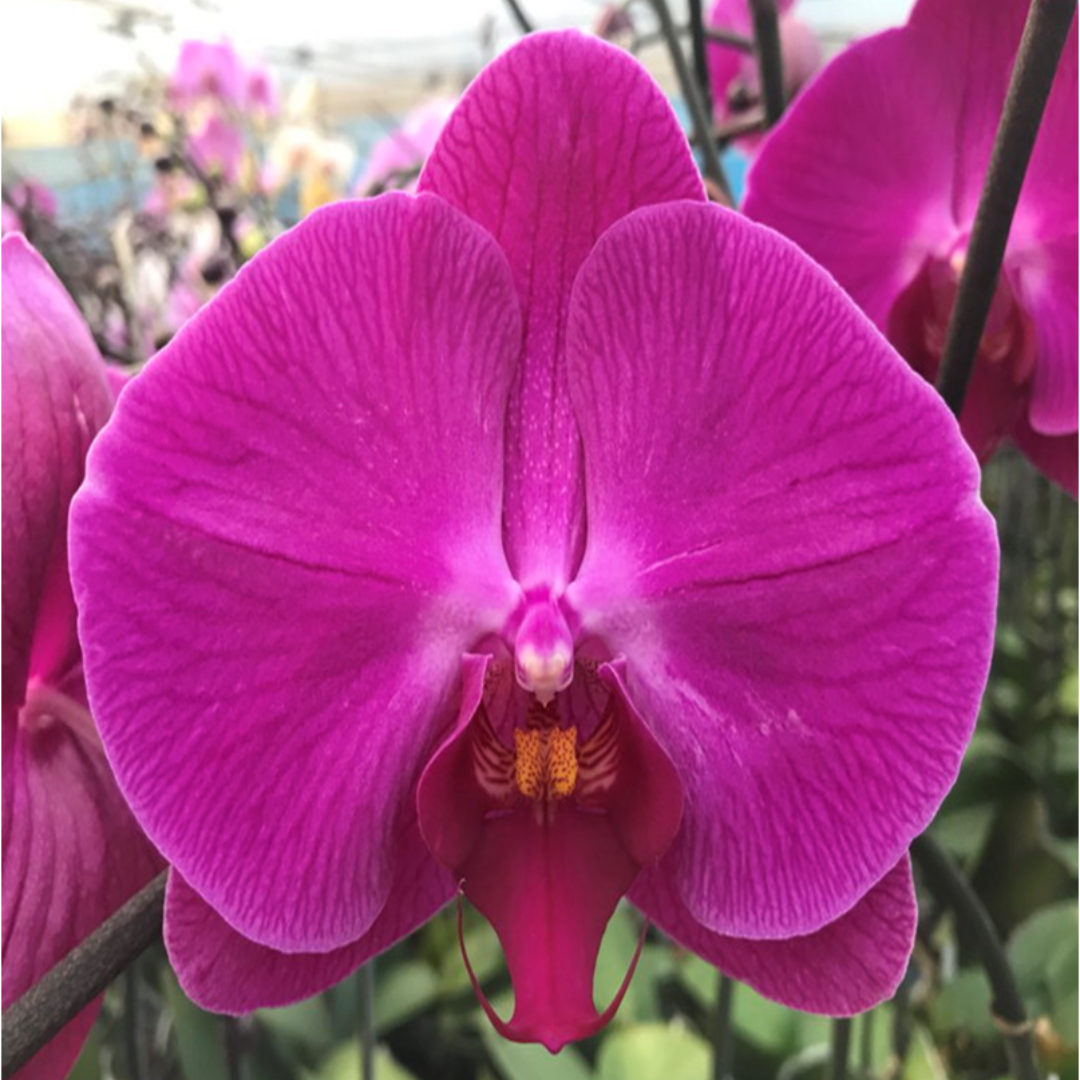Phalaenopsis Younghome Red Angel orchid flower with deep red velvety petals and contrasting centre lip, exotic red moth orchid bloom, premium Phalaenopsis orchid India, indoor flowering plant