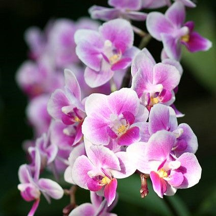 Phalaenopsis Pixie (with spike)