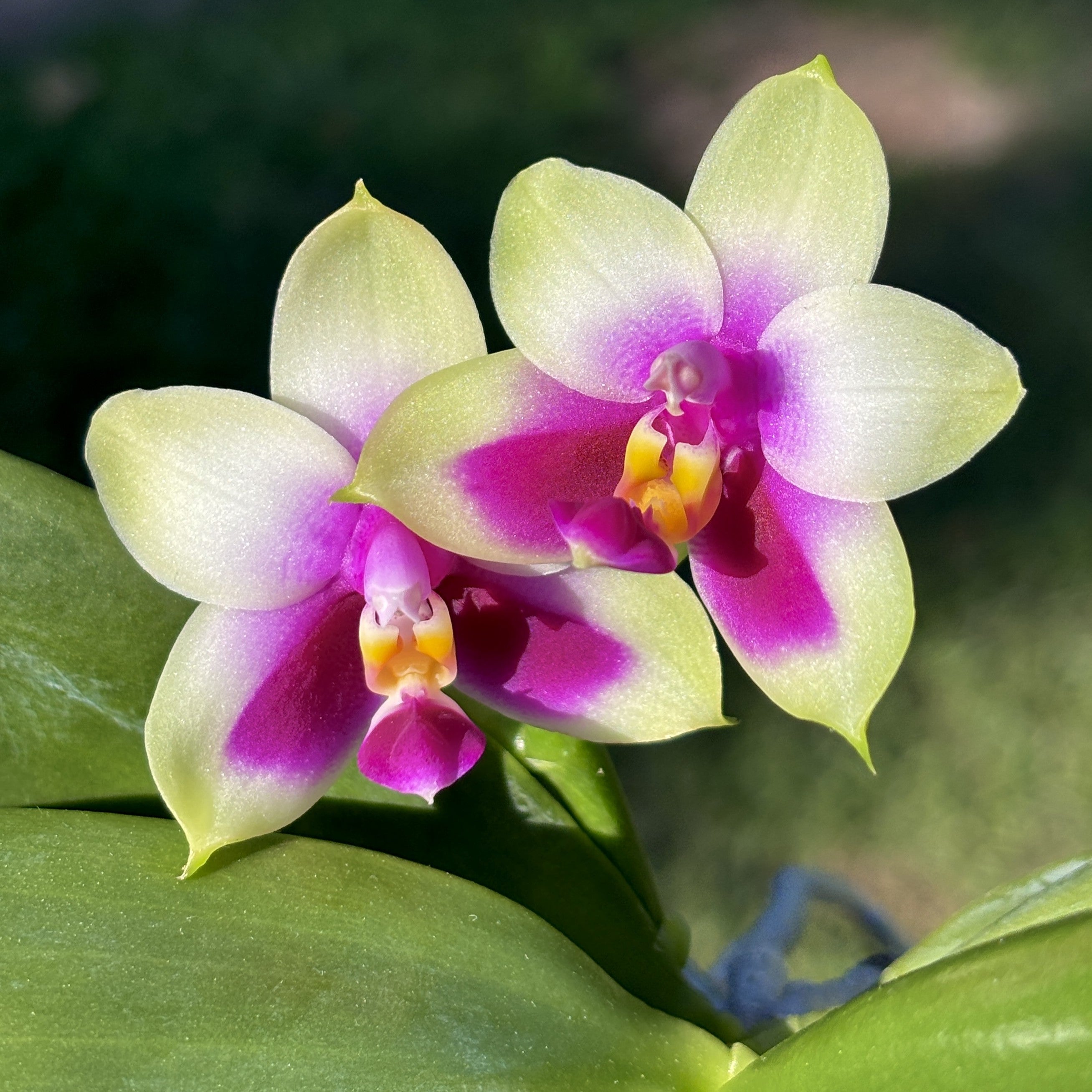 Phalaenopsis bellina ‘Fire Type’ orchid flower with fragrant greenish cream blooms, vibrant magenta purple center, and elegant tropical orchid beauty ideal for rare orchid collections, Orchid Plants Online India, premium quality orchid plants online India, and customers looking to order orchids online with live orchid plants delivered across India.
