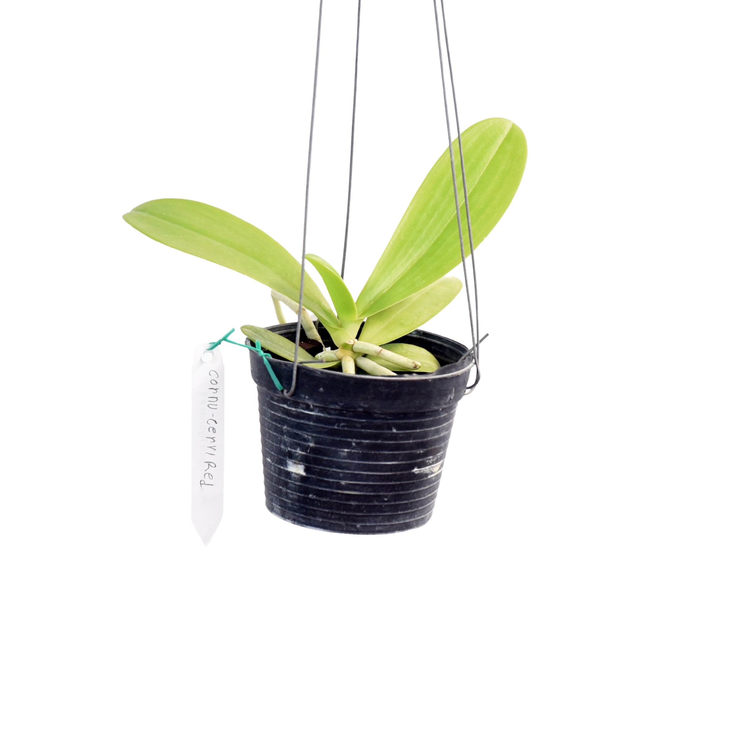 Phalaenopsis cornu-cervi ‘Red’ orchid plant with healthy arching foliage, compact tropical growth, and sequential blooming habit suitable for orchid shelves, terrariums, indoor orchid growing, and customers looking to buy live orchid plants online in India.