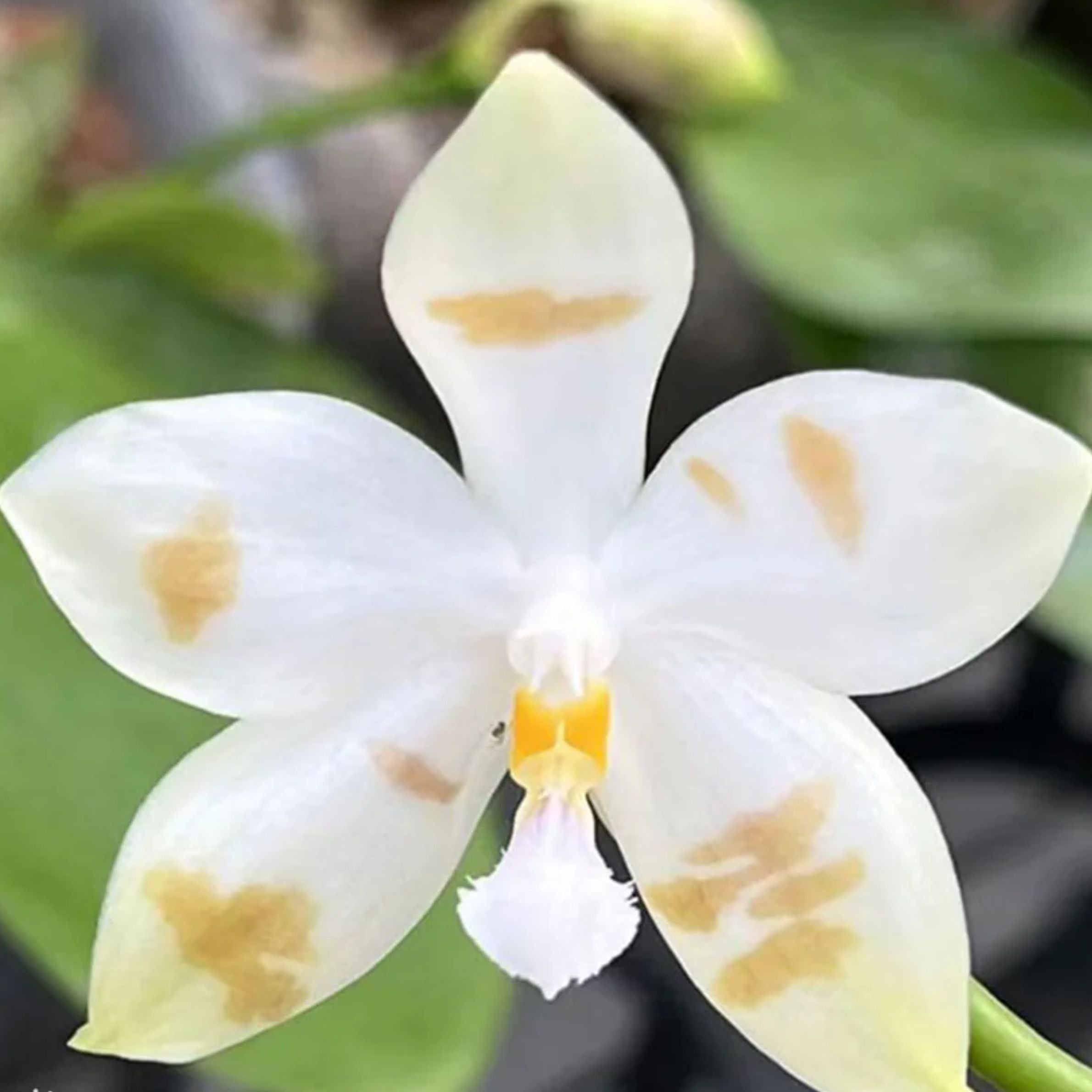 Phalaenopsis Micholitzii x Speciosa ‘Black Coffee’ orchid flower with creamy white petals, unique coffee brown splashes, star shaped bloom form, and exotic tropical orchid beauty ideal for Orchid Plants Online India, rare orchid collections, and premium Phalaenopsis orchid displays.