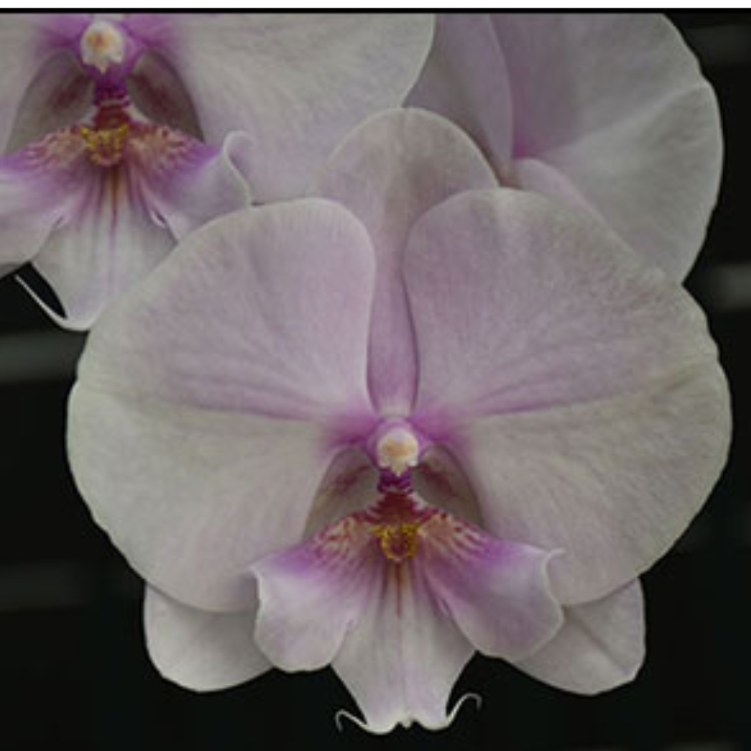 Phalaenopsis Butterfly Pink Orchid with delicate pink blooms on an arching spike, a healthy colourful orchid plant for gifting in India