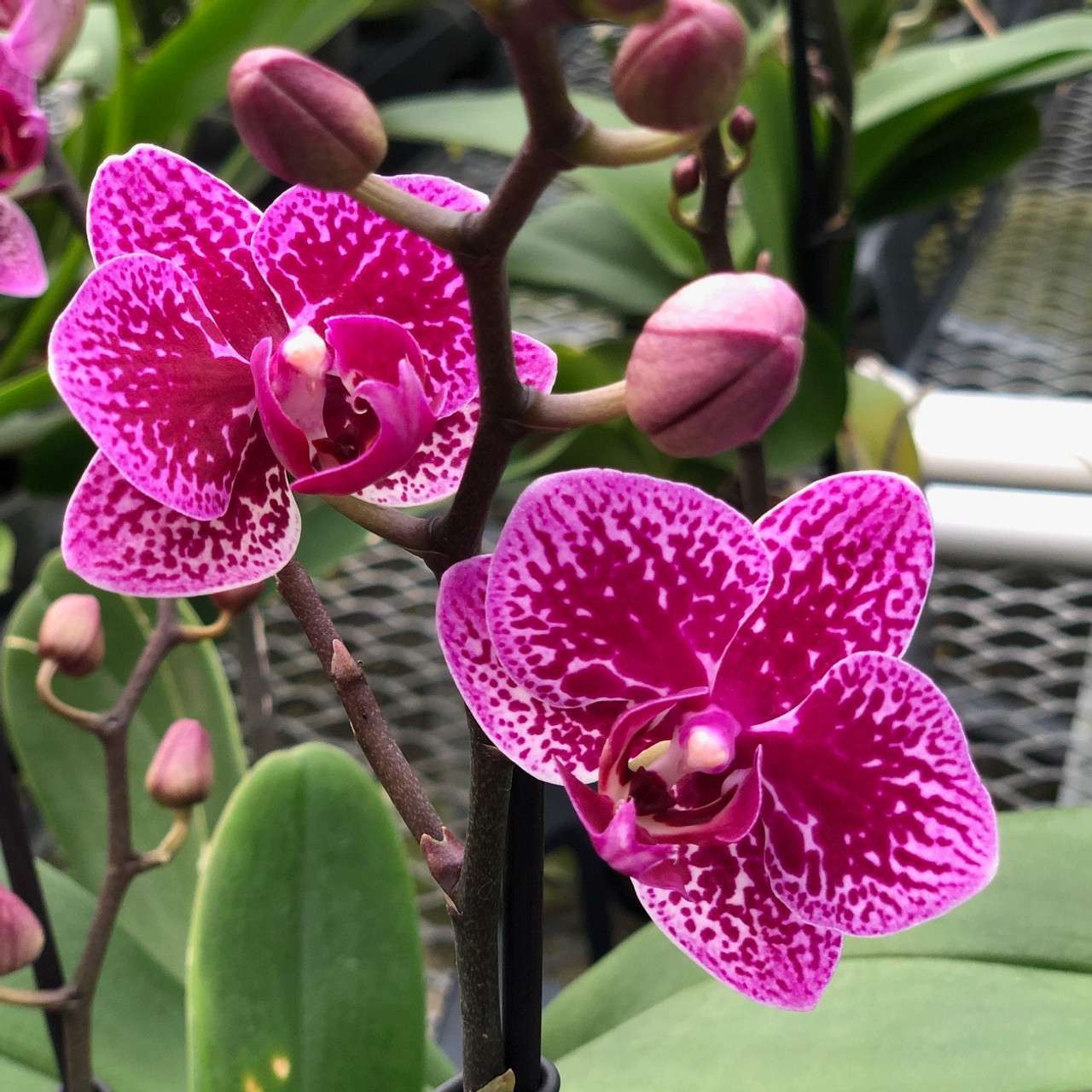 Phalaenopsis Happy Hour