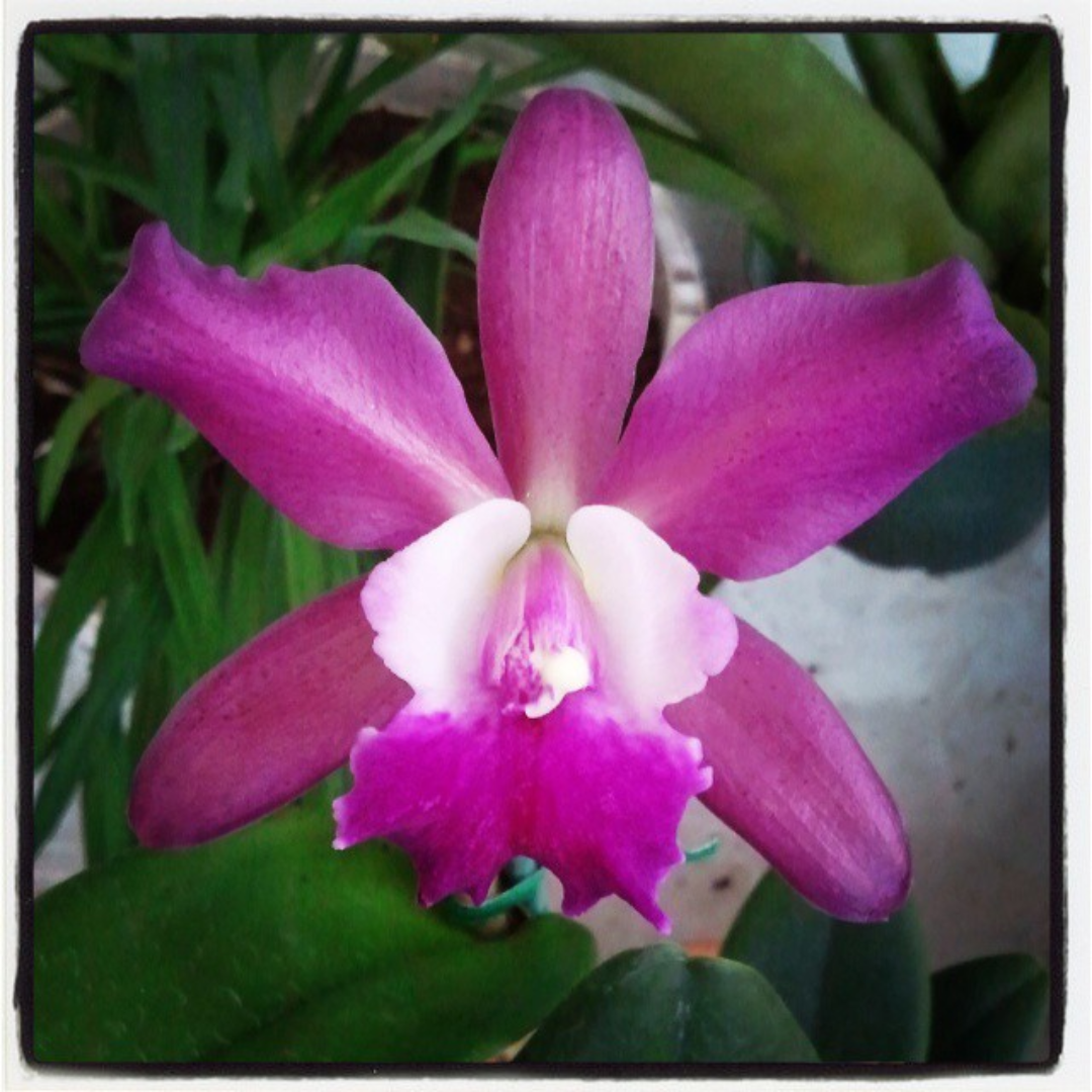 Rhyncattleanthe Pinyo Panboy