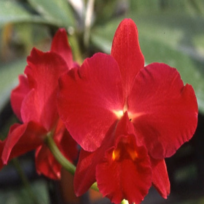 Potinara Kozo's Scarlet 'Vieni'