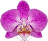 Phalaenopsis Purple Dust