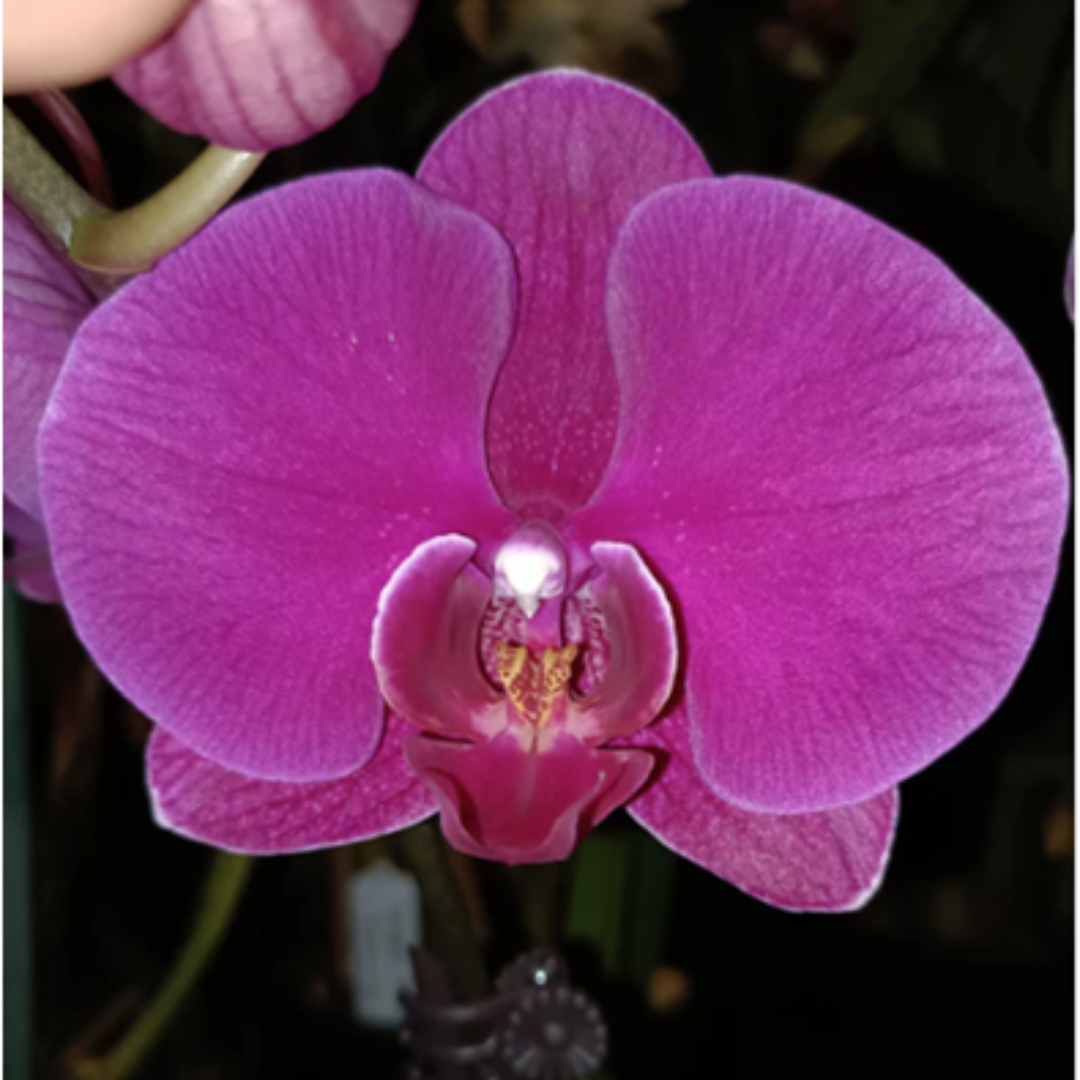 Phalaenopsis Charm Sun Big Red Robe