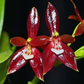 Phalaenopsis  Cornu-cervi ‘Red’