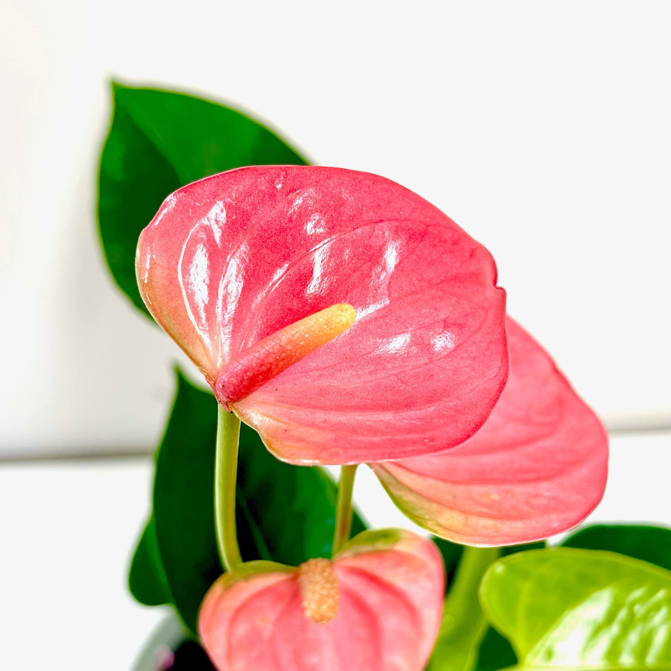 "Anthurium Royal Pink Champion - stunning pink blooms against lush green foliage - premium exotic plant - 