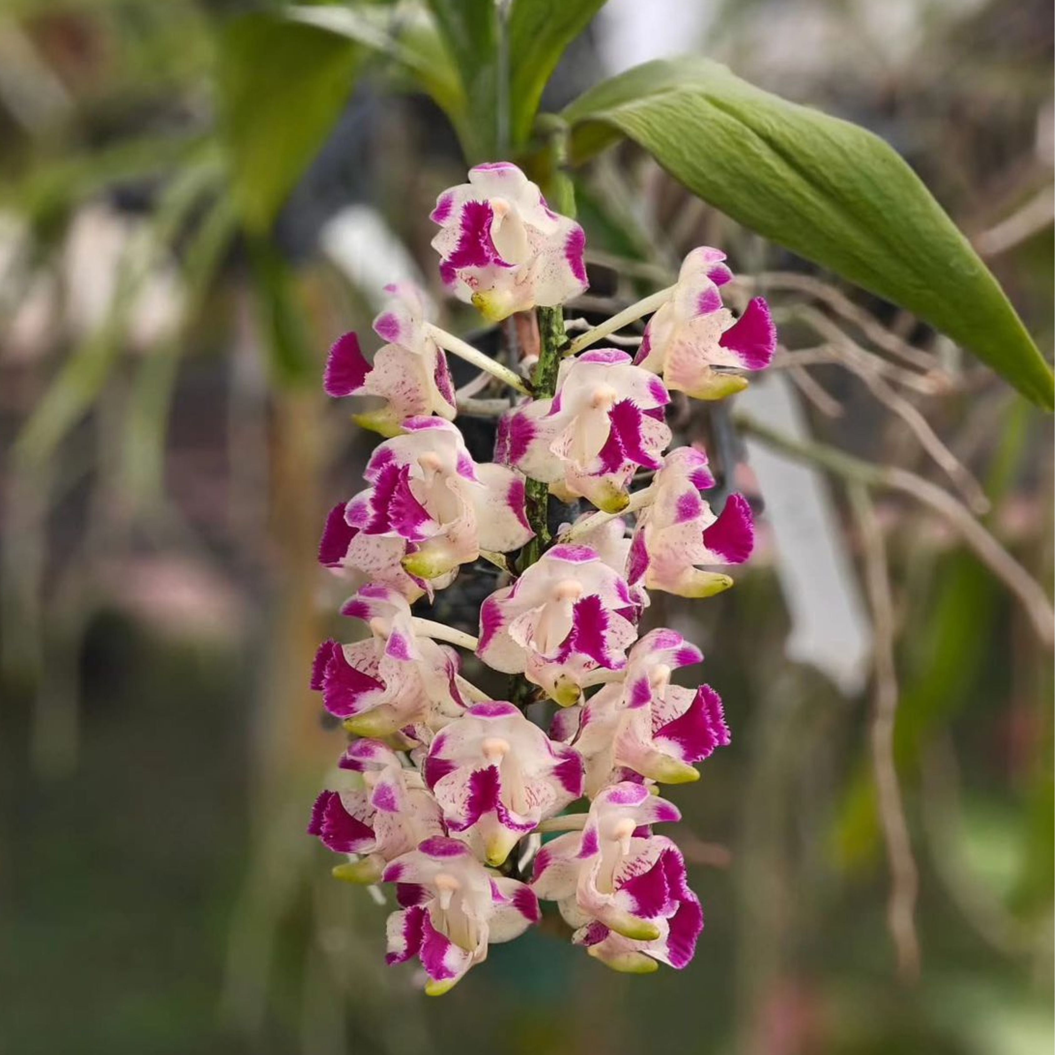 Aerides Korat Koki