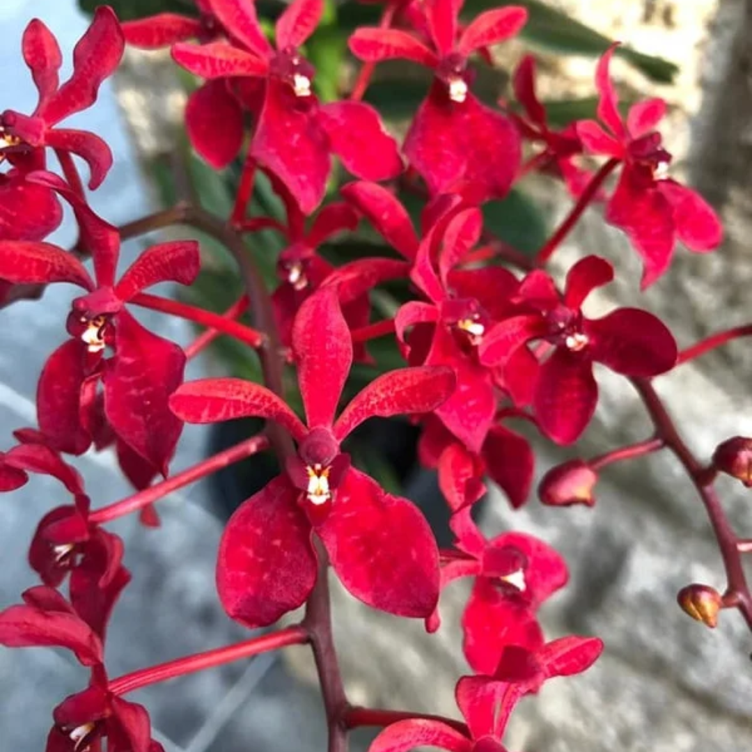 Renanthera Gerald Tan orchid with vibrant red flowers on a flowering spike, exotic red orchid variety