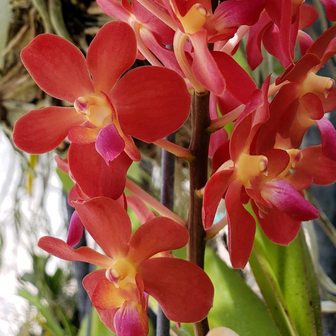 Renanthera Storei × Bangkok Beauty orchid flowers featuring brilliant orange-red blooms, vivid pink lips, and yellow highlights on elegant flower spikes. Premium exotic orchid for collectors searching for orchids in India and orchid plants online in India.