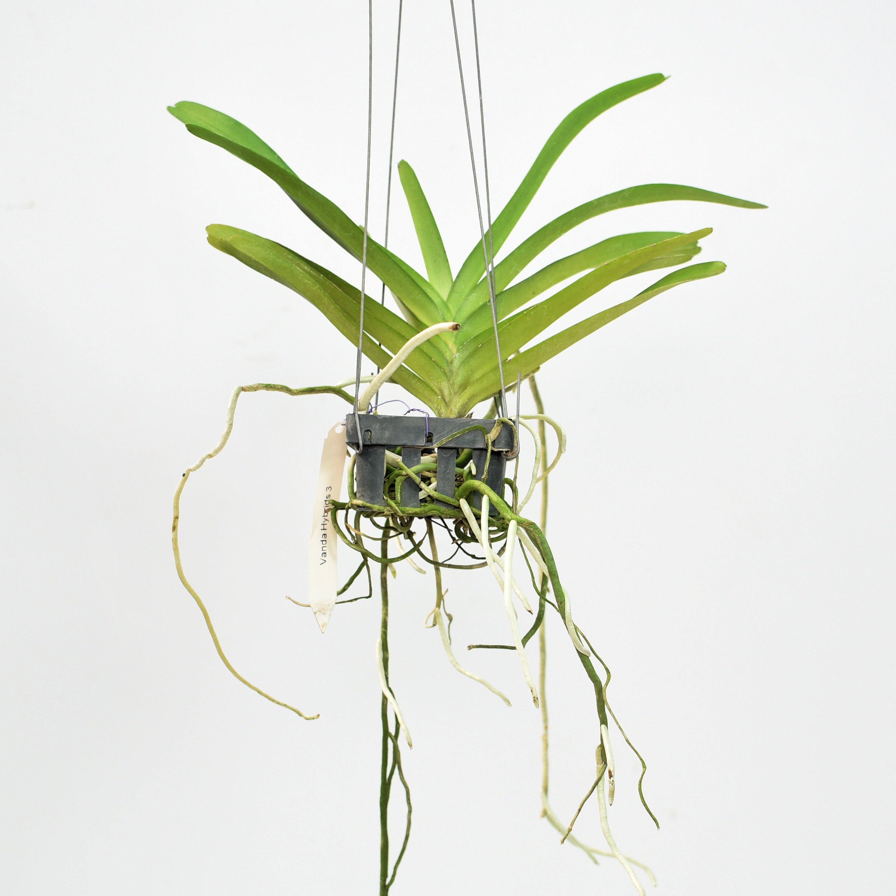 Healthy Renanthera Storei × Bangkok Beauty orchid plant with vigorous growth, strong roots, and upright growth habit. Premium exotic orchid plant ideal for collectors and enthusiasts looking for orchid plants online in India.