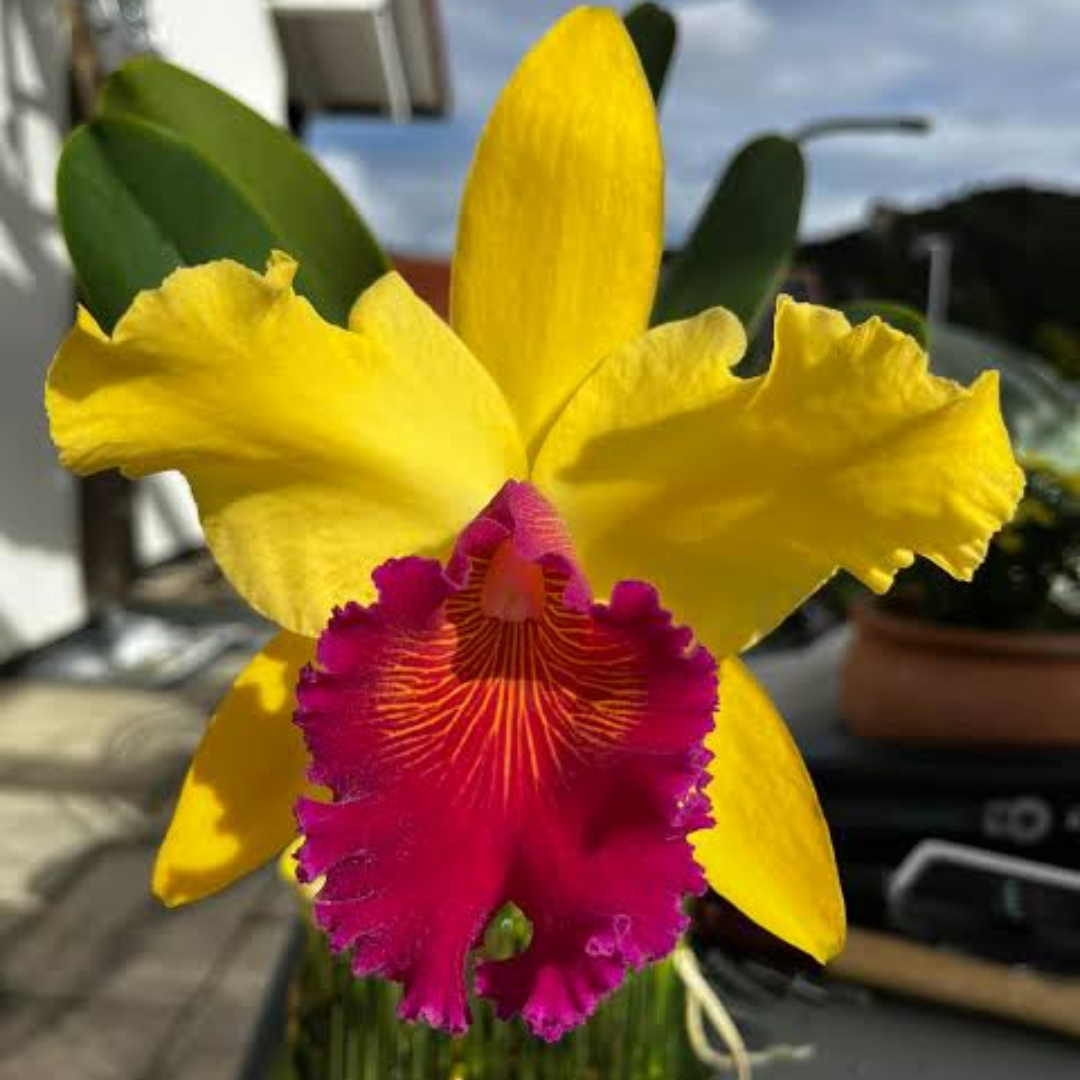 Rhyncholaeliocattleya Almakee Tip Malee Cattleya orchid flower with golden yellow petals and deep magenta pink lip with red veining