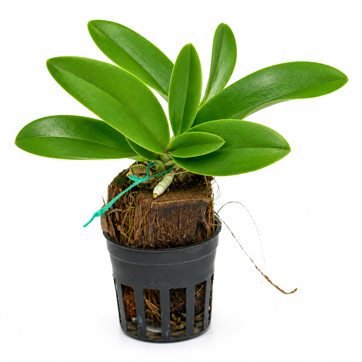 Healthy Blc. Chunyeah 'Tzeng Wen' orchid plant with lush green foliage and strong roots, available online in India with free shipping and doorstep delivery.