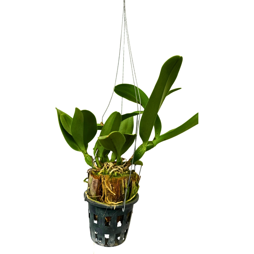 Rlc. Haadyai Delight live Cattleya orchid plant with healthy green foliage and pseudobulbs, premium orchid plant with doorstep delivery in India
