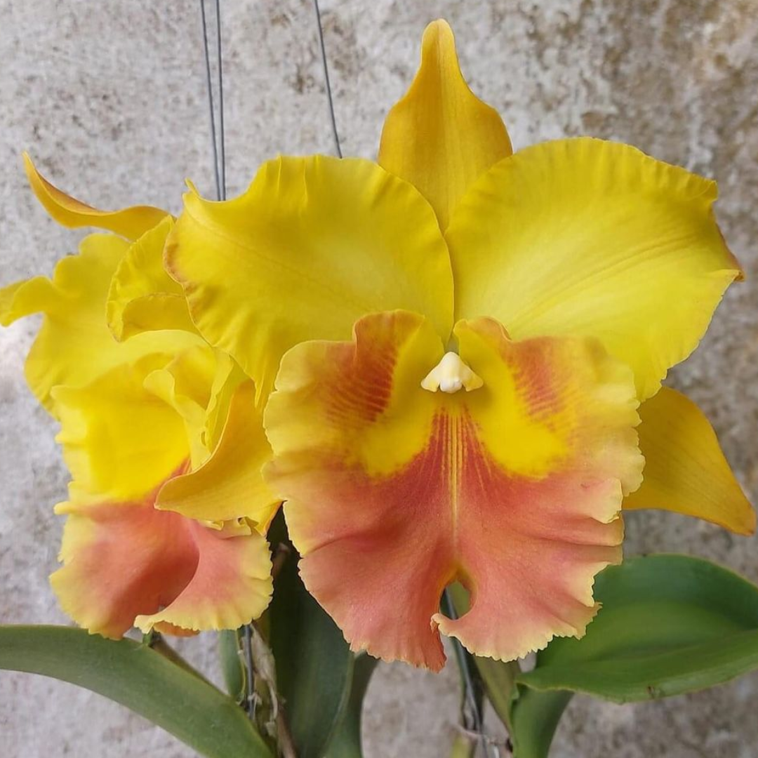 Rlc. Haadyai Delight Rhyncholaeliocattleya orchid flower with elegant showy blooms, beautiful Cattleya hybrid available online in India