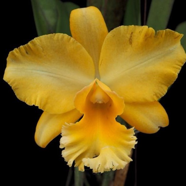 Rhyncholaeliocattleya Malworth