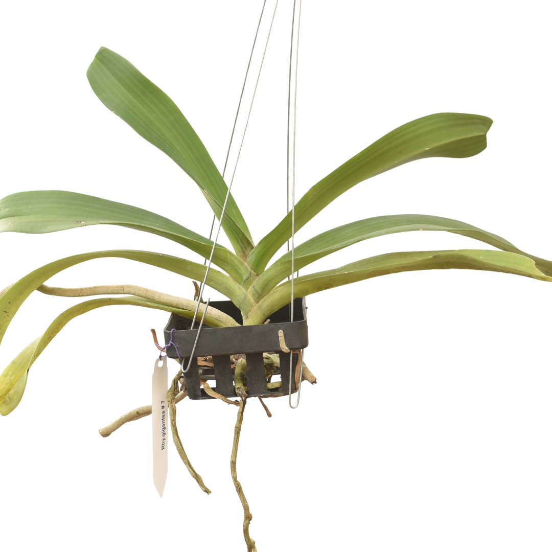 Rhynchostylis Gigantea 'Red'