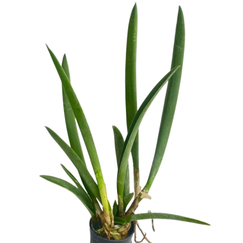 Rhynchovola Jimminey Cricket orchid plant with long green leaves and healthy roots growing in pot, fragrant beginner friendly orchid hybrid suitable for Indian climate and indoor balcony garden decor