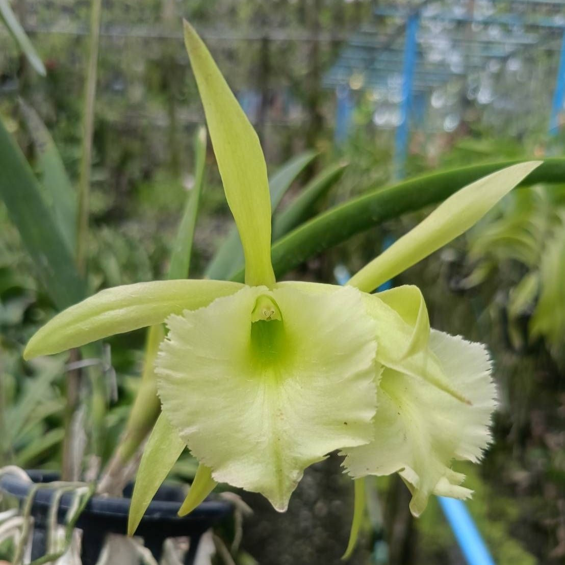 Rhynchovola Jimminey Cricket orchid flower with pale apple green star shaped petals and frilled lip, fragrant exotic Brassavola hybrid orchid bloom, rare flowering orchid plant India