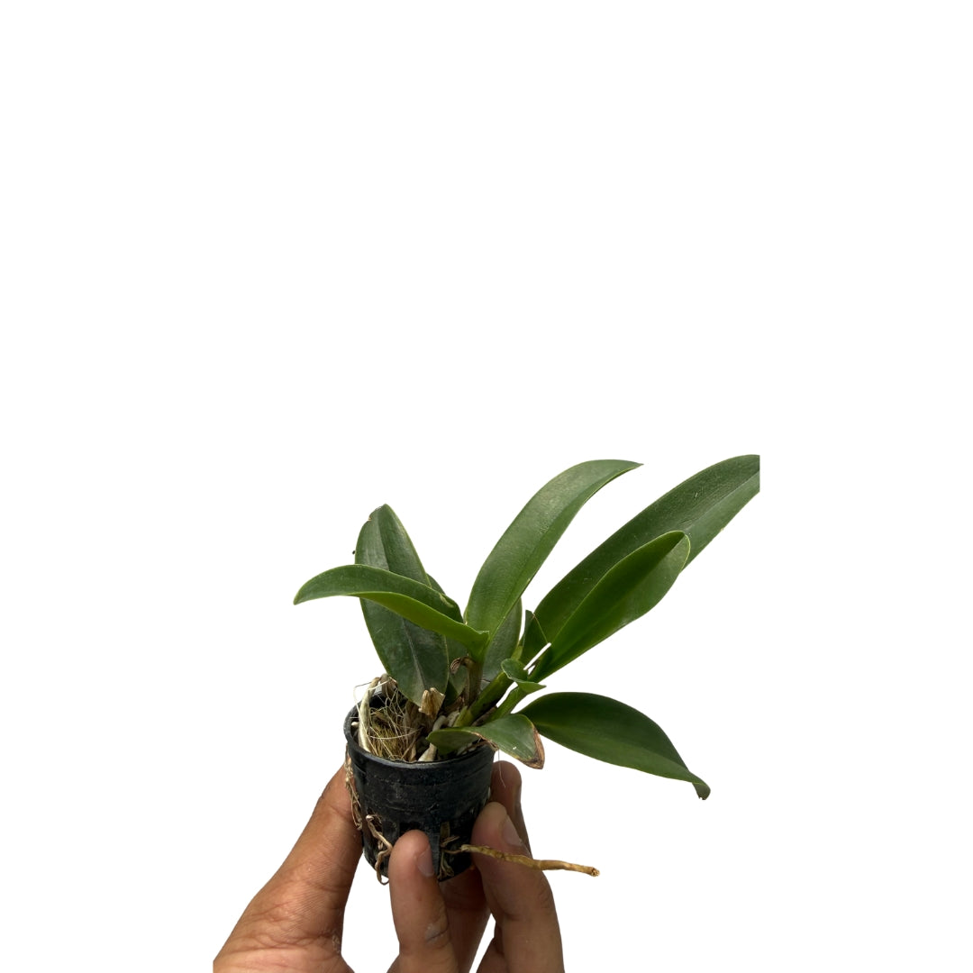 Cattleya River Kwai Charming orchid plant with healthy green leaves, growing in pot, healthy Cattleya hybrid suitable for Indian climate, beginner friendly orchid plant for indoor decor and balcony garden
