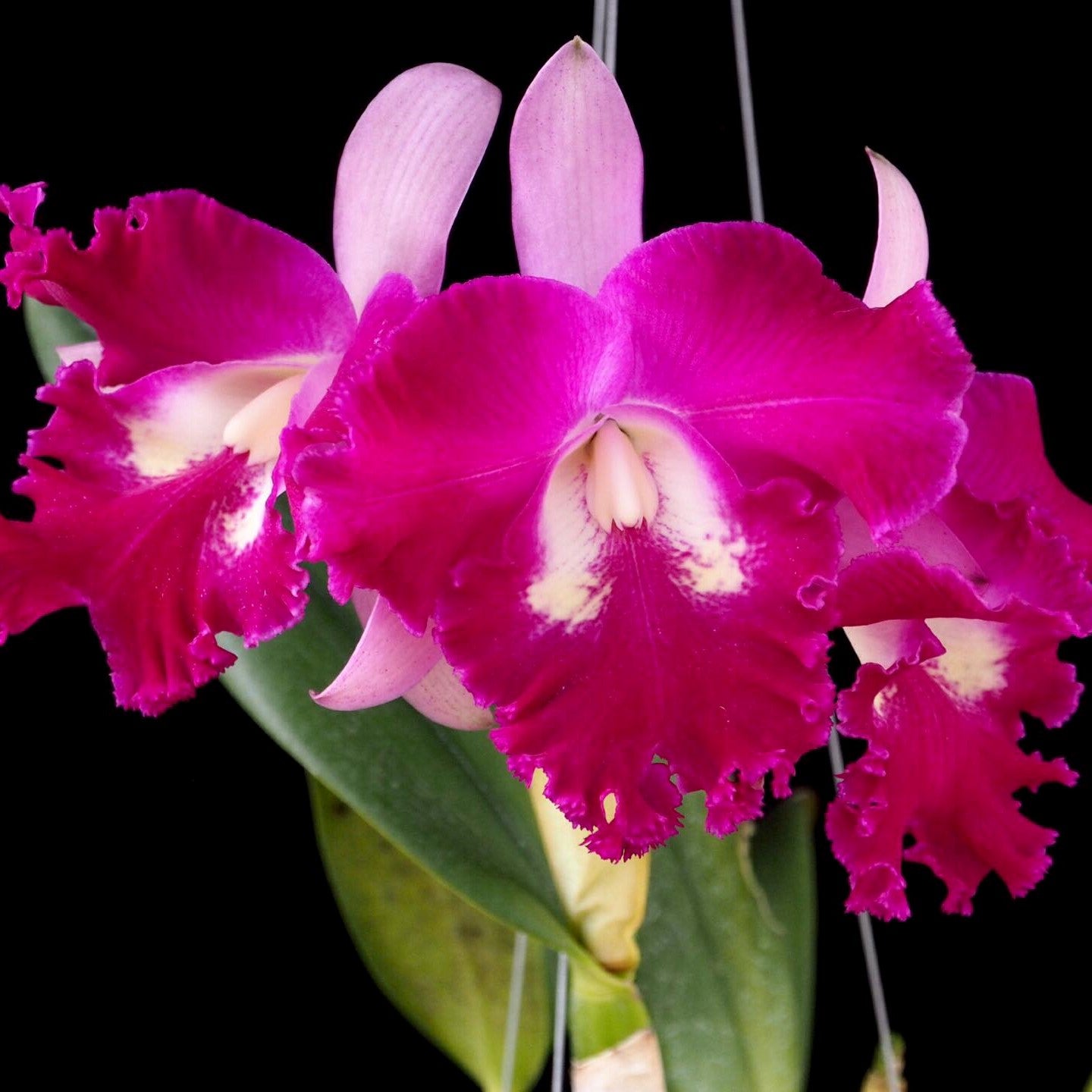 Rhyncholaeliocattleya Sa-Ngob Delight