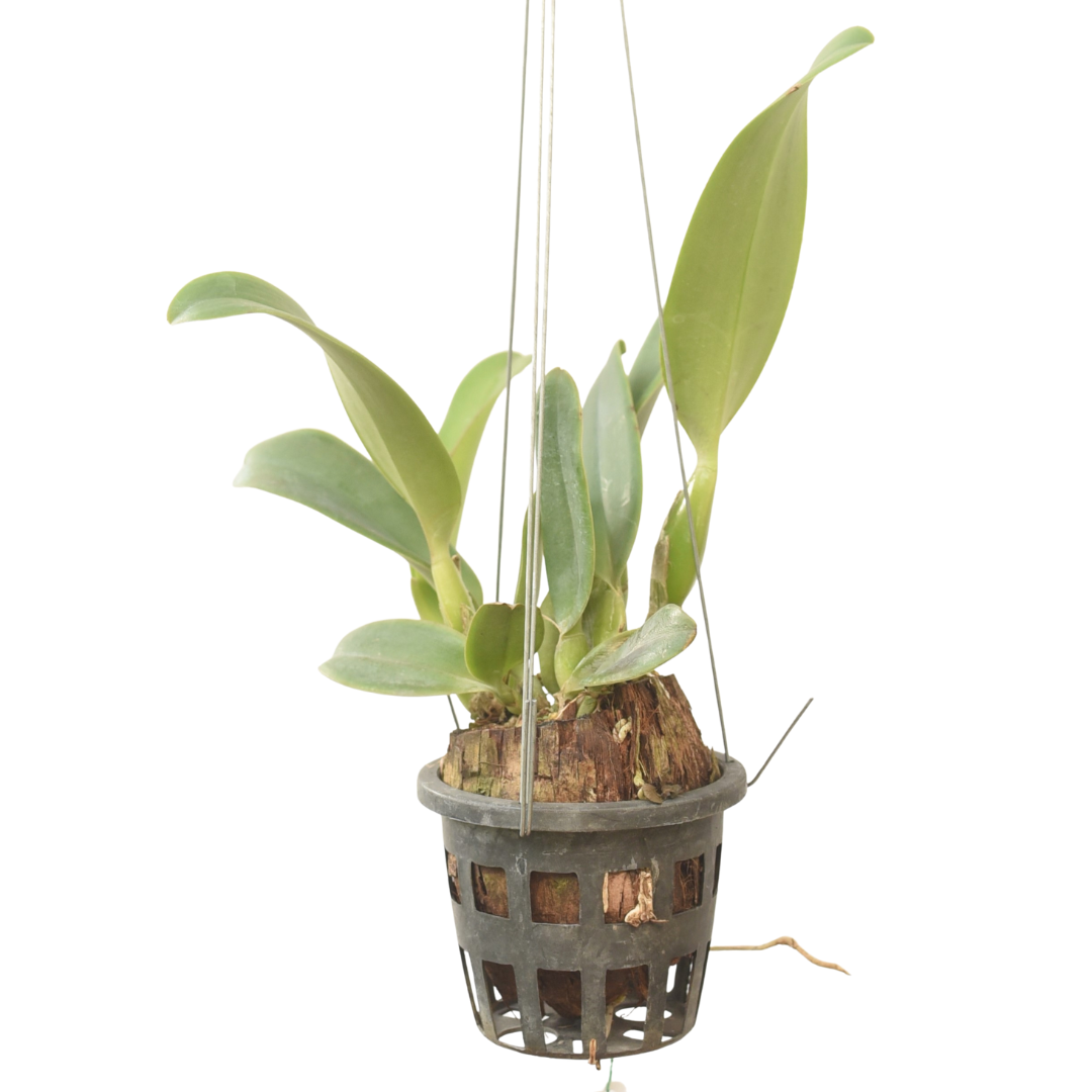 Rlc George Suzuki live orchid plant with healthy green leaves in a pot, healthy indoor orchid suitable for Indian climate, ideal for home decor and beginners