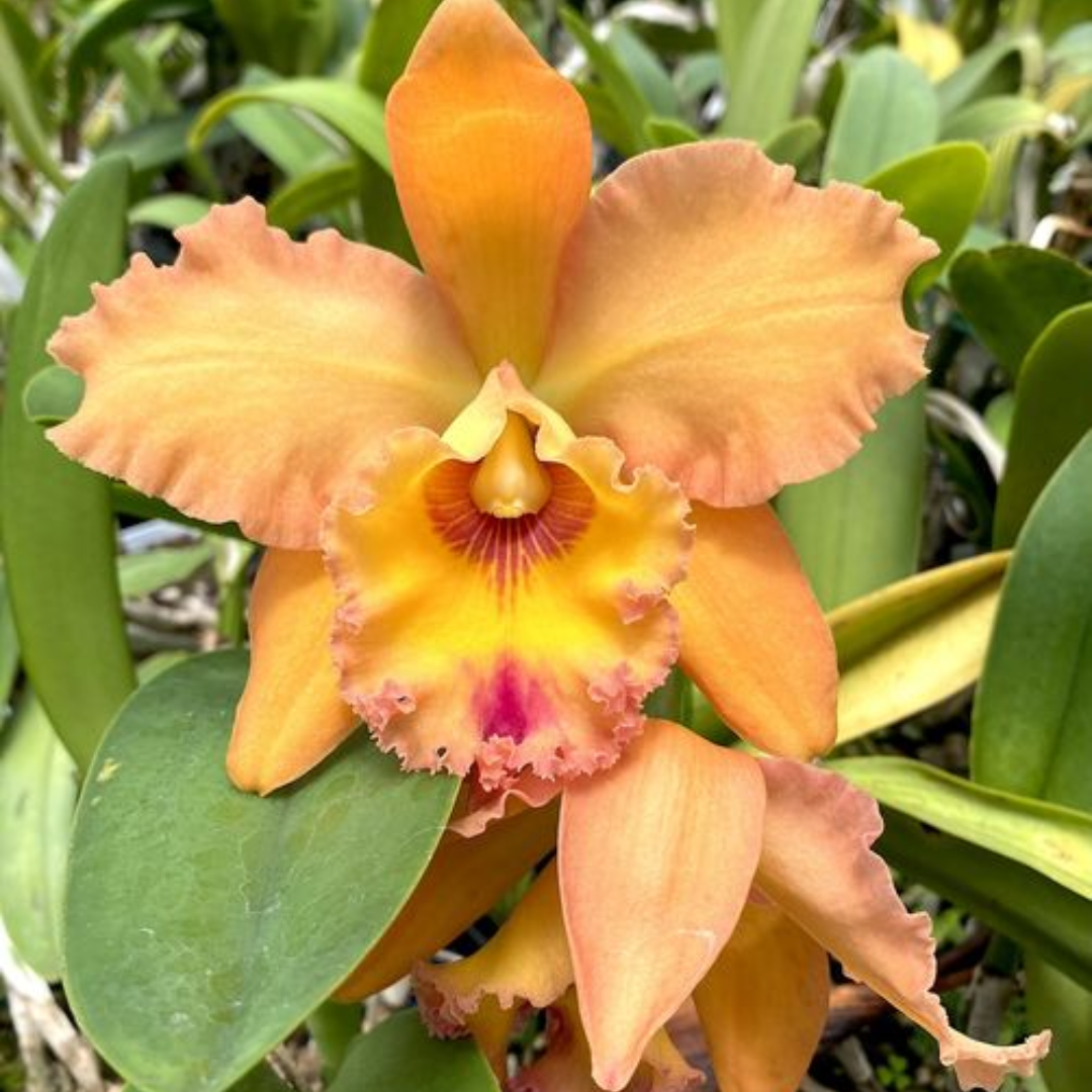 Magic of Granada True Orange orchid flower with rich bright orange petals and deeper orange lip, full rounded Cattleya bloom with waxy texture, exotic flowering orchid plant India
