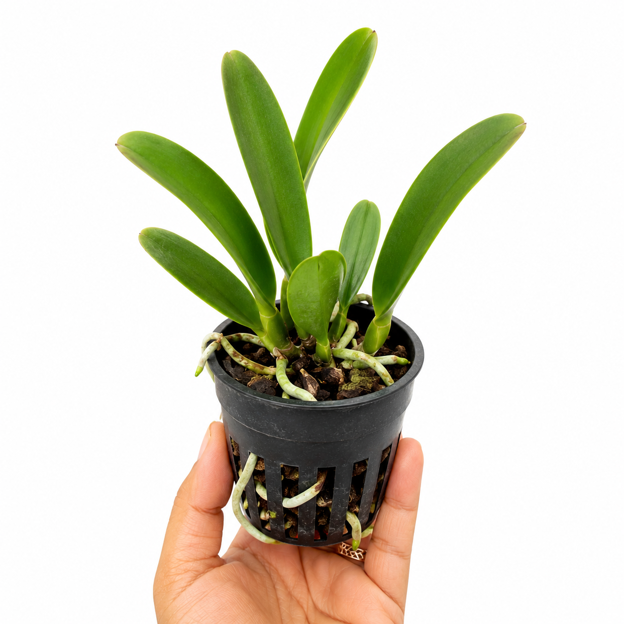 Healthy Rhyncattleanthe Moon Star orchid plant with lush green foliage and strong roots, premium Cattleya alliance hybrid, live orchid plant online in India, exotic orchid collection with free shipping and safe doorstep delivery from Click Orchid.