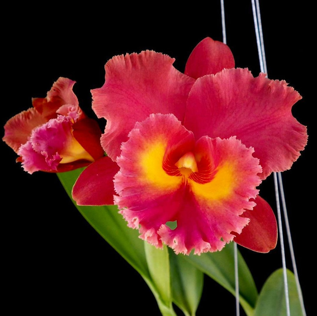 Rhyncholaeliocattleya Siam Red orchid flower with large crimson-red blooms and beautifully ruffled petals, a premium Cattleya hybrid orchid in India.