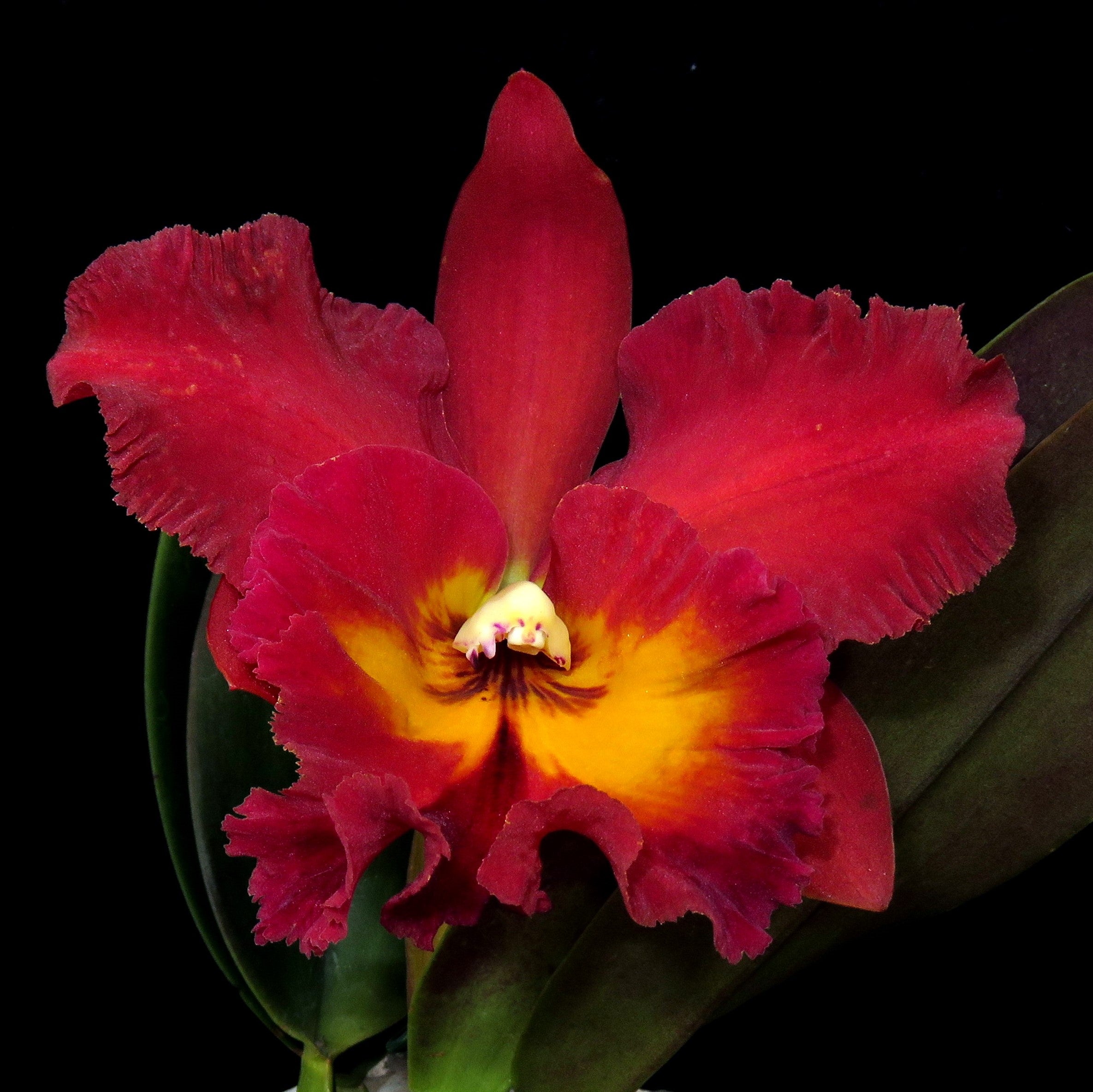 Rhyncholaeliocattleya Sun Bloom