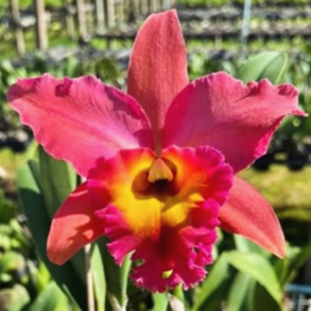 Rlc. River Kwai Pastel Orange flower with vibrant orange-coral petals, golden yellow throat, and ruffled lip, premium Cattleya orchid for orchid plants online India, rare flowering orchids, exotic orchids, and tropical orchid collections.