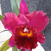 Rhyncholaeliocattleya Nakornchaisri Ruby