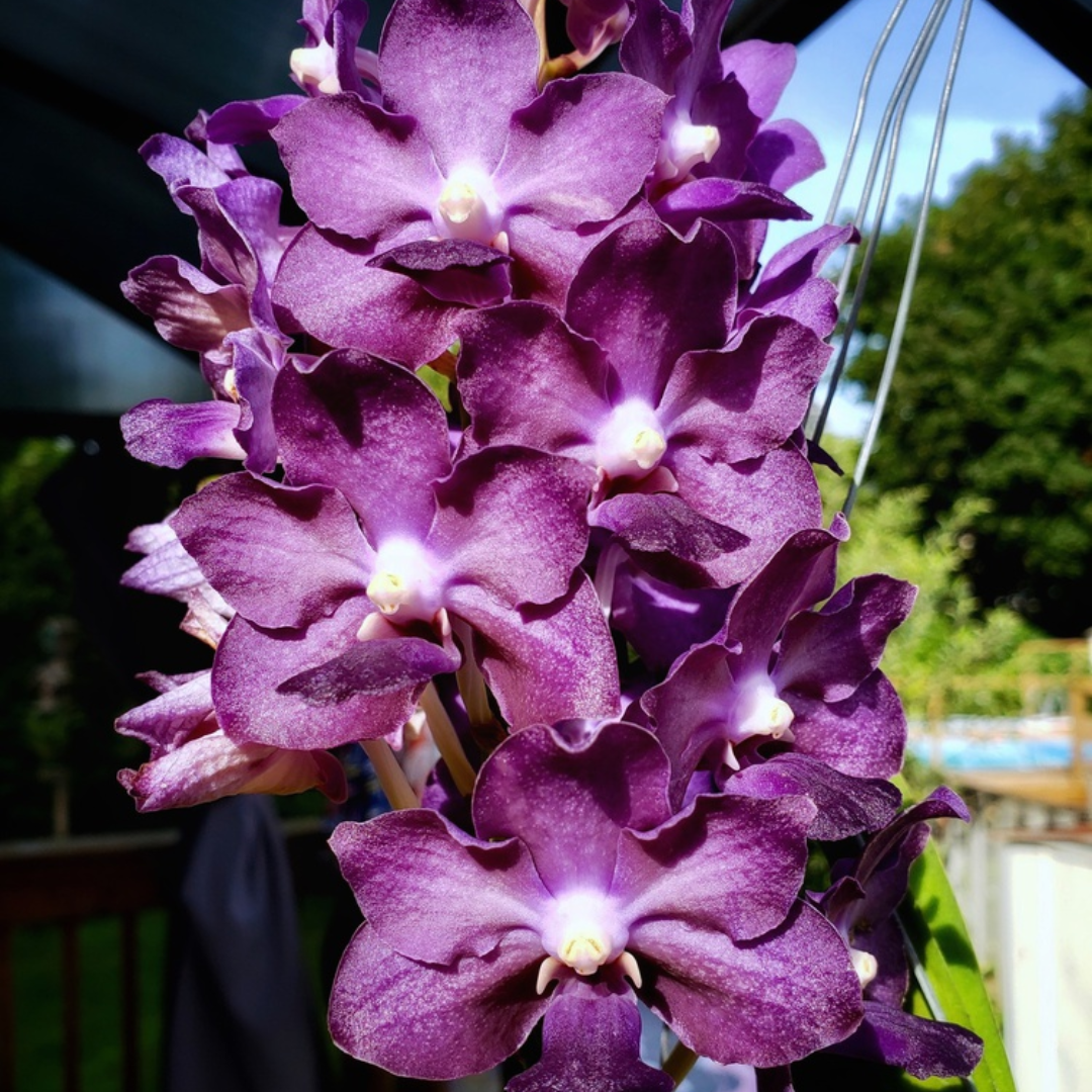 Vandachostylis Sasicha