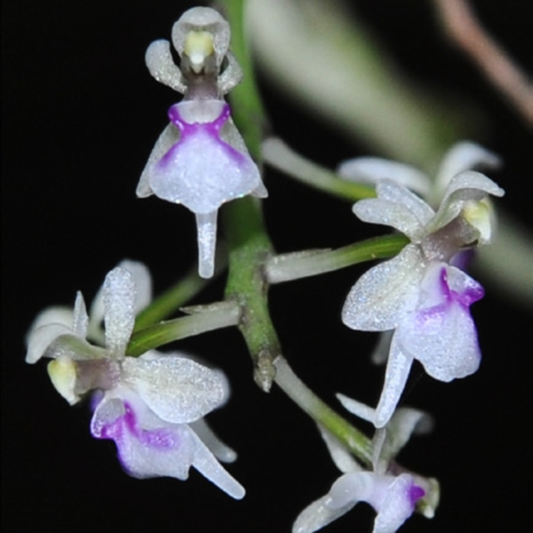 Saccolabiopsis pusilla miniature orchid flowers with translucent white petals and vivid purple magenta lip, tiny clustered blooms on slender spike, rare species orchid for collectors in India.