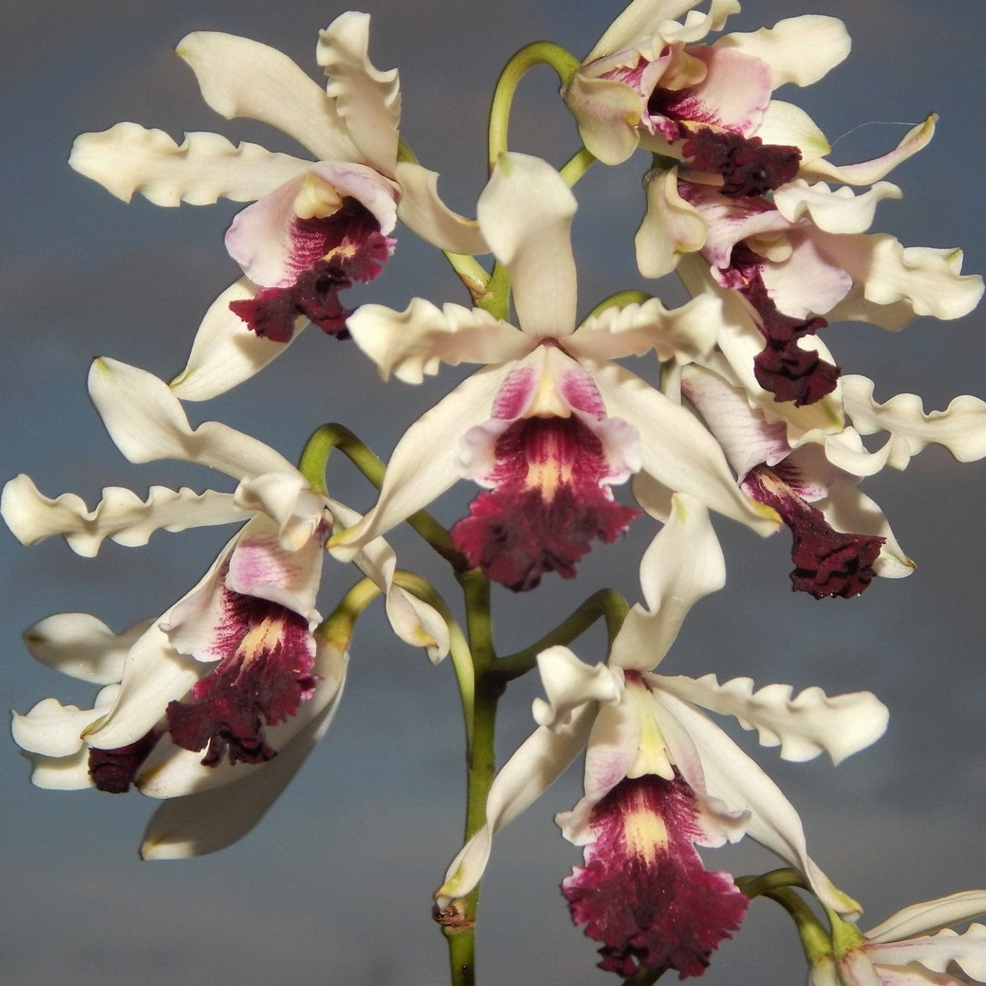 Schomburgkia thomsoniana Semi Alba orchid flower with star shaped white petals, rich royal purple lip, elegant semi alba coloration, and exotic tropical orchid beauty ideal for orchids online India, rare species orchids, collector orchid plants, premium flowering orchids, and exotic orchid collections.